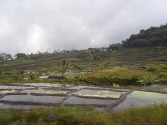 Vegetasi di sekitar kawah